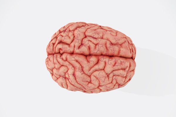 brain nutrition