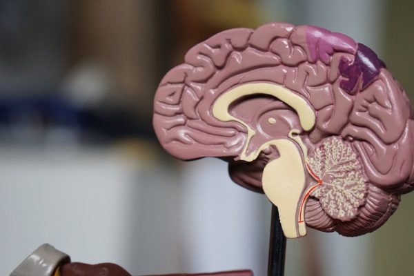 neuroplasticity and stress