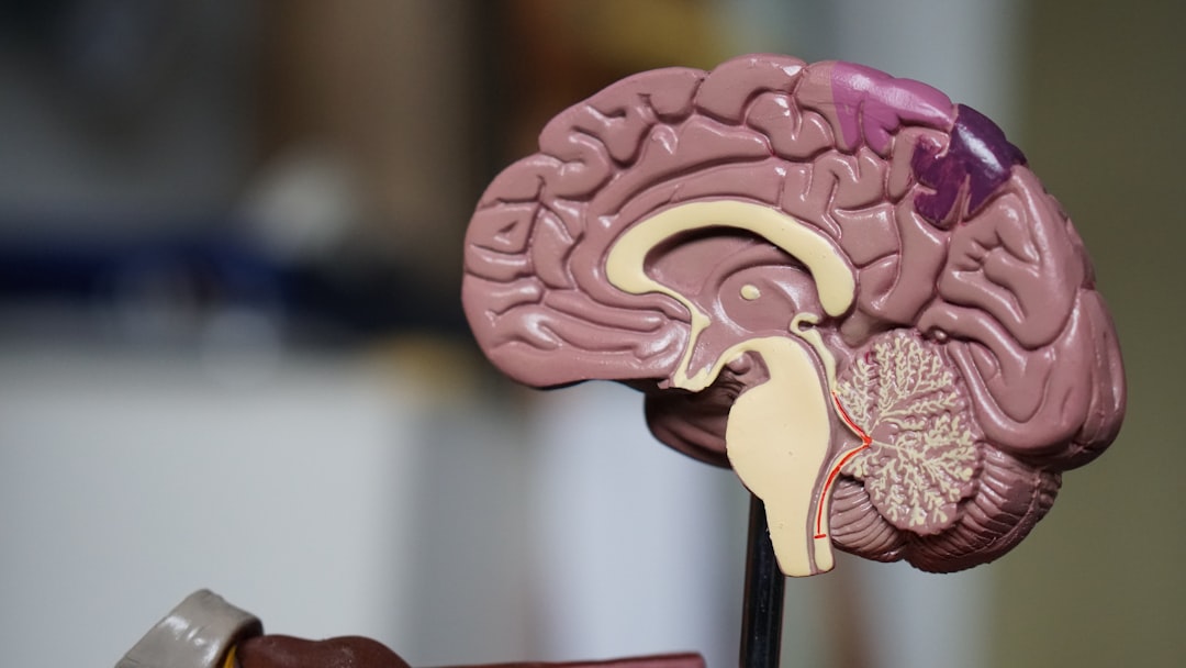 neuroplasticity and stress